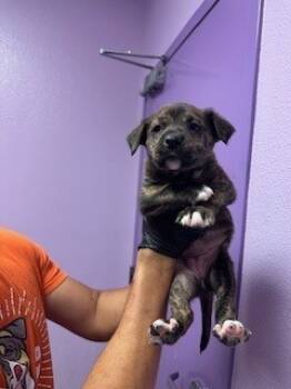 Rescue Mixed Breed Dogs for Adoption in El Paso, Texas - 59797927 | PetCurious