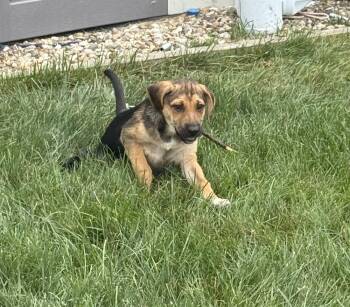 Monica -  Shepherd and Hound Dog for Adoption in South Bend, Indiana - Monica | PetCurious