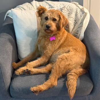Rhubarb -  Labrador Retriever and Miniature Poodle Dog for Adoption in Sinking Spring, Pennsylvania - Rhubarb | PetCurious