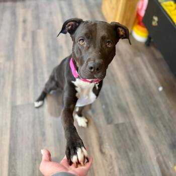 Pit Bull Terrier and Black Labrador Retriever Dogs Available for Adoption - Galinda Gentle Loyal Lowkey Girl  | PetCurious