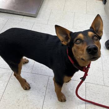 Mixed Breed Dogs Available for Adoption - Wolfy | PetCurious