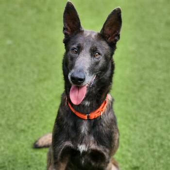 Belgian Shepherd Malinois Dogs Available for Adoption in Greensboro, North Carolina - Momo | PetCurious