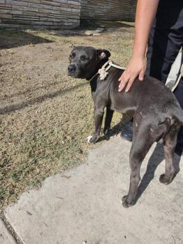 BUBA -  American Staffordshire Terrier Dog for Adoption in San Antonio, Texas - BUBA | PetCurious