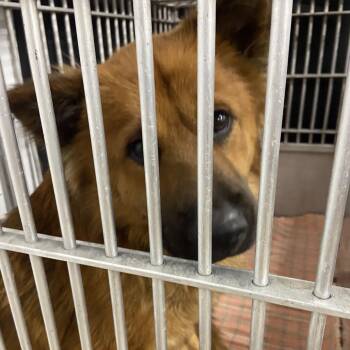 Chow Chow Dogs Available for Adoption in Abilene, Texas - Chewie | PetCurious
