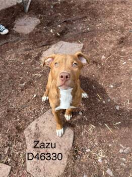 Zazu -  Labrador Retriever and Pit Bull Terrier Dog Available for Adoption in Clarksville, Tennessee - Zazu | PetCurious