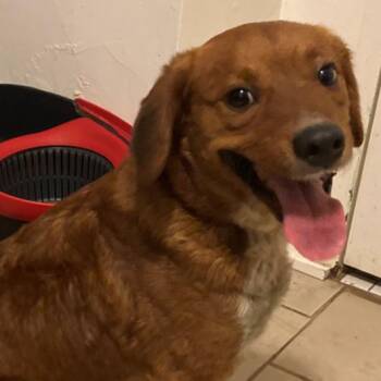 Spaniel and Mixed Breed Dogs Available for Adoption - Turbo | PetCurious