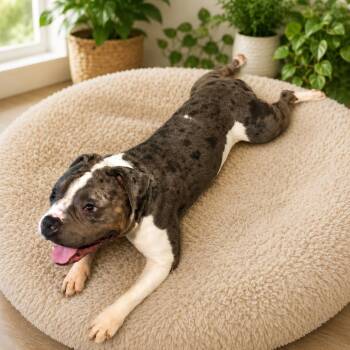 Prince -  American Bulldog and Pit Bull Terrier Dog for Adoption in Phoenix, Arizona - Prince | PetCurious