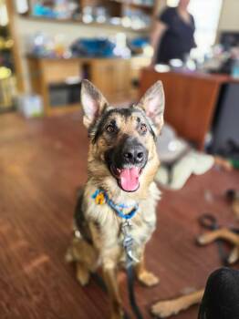 German Shepherd Dog Dogs Available for Adoption - Arthur | PetCurious