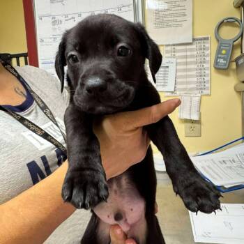 Rescue Mixed Breed Dogs for Adoption in Shinnston, West Virginia - Celery | PetCurious