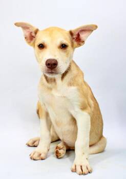 Breanna -  Husky and Australian Cattle Dog Blue Heeler Dog for Adoption in Morton Grove, Illinois - Breanna | PetCurious