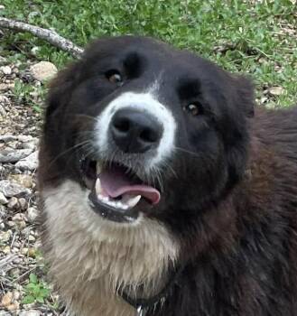 Australian Shepherd and Border Collie Dogs Available for Adoption in Boerne, Texas - Emma | PetCurious