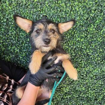 Terrier and Mixed Breed Dogs Available for Adoption in El Paso, Texas - 60785821 | PetCurious