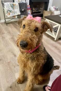 Aspen -  Airedale Terrier Dog for Adoption in Charlotte, North Carolina - Aspen | PetCurious