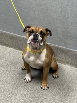 SUPER -  English Bulldog Dog for Adoption in Las Vegas, Nevada - SUPER | PetCurious