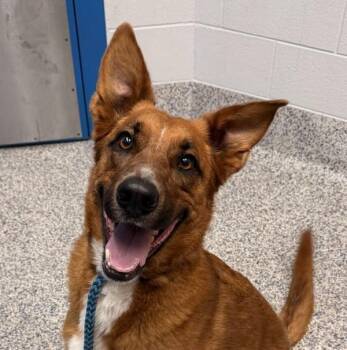 Horean -  German Shepherd Dog and Collie Dog for Adoption in Golden, Colorado - Horean | PetCurious