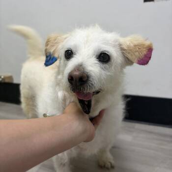 Felipe -  Terrier Dog for Adoption in San Diego, California - Felipe | PetCurious