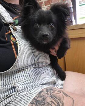 Neville -  Pomeranian Dog for Adoption in Richmond, Kentucky - Neville | PetCurious