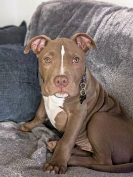 Roger -  Pit Bull Terrier Dog for Adoption in Grand Rapids, Michigan - Roger | PetCurious