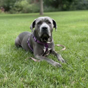 Sasha -  Cane Corso Dog for Adoption in Elyria, Ohio - Sasha | PetCurious