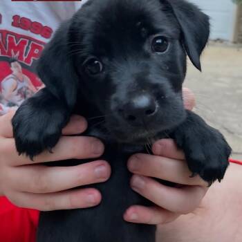 Nutmeg -  Labrador Retriever Dog for Adoption in South Elgin, Illinois - Nutmeg | PetCurious