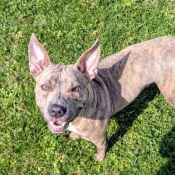 Mixed Breed Dogs Available for Adoption in Jeffersonville, Indiana - Zena | PetCurious