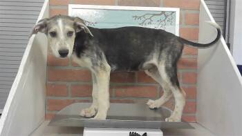 ALEX -  German Shepherd Dog and Mixed Breed Dog for Adoption in Houston, Texas - ALEX | PetCurious