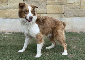 Rescue Australian Shepherd Dogs for Adoption in Helotes, Texas - Dante | PetCurious