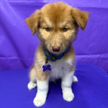 Lemly -  Australian Shepherd and Mixed Breed Dog for Adoption in North Myrtle Beach, South Carolina - Lemly | PetCurious