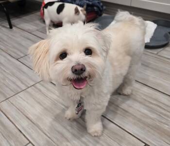 HONEY -  Maltese and Miniature Poodle Dog for Adoption in Phoenix, Arizona - HONEY | PetCurious