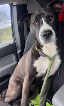 Rescue Labrador Retriever and Shepherd Dogs for Adoption in Saint Clairsville, Ohio - Winnie | PetCurious