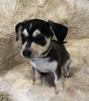 Pepe Le Pew -  Chihuahua and Terrier Dog Available for Adoption in Martinez, California - Pepe Le Pew | PetCurious