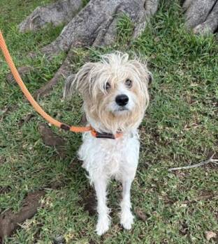 Cocker Spaniel and Smooth Fox Terrier Dogs Available for Adoption - Shumai | PetCurious