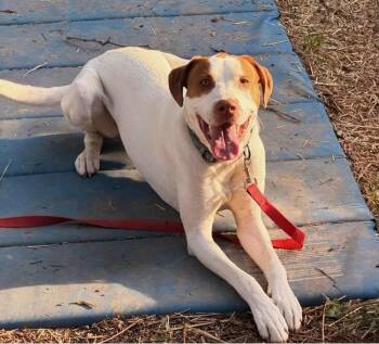 Mixed Breed Dogs Available for Adoption in Pegram, Tennessee - PUMPKIN | PetCurious