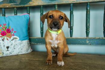 Dachshund Dogs Available for Adoption in San Antonio, Texas - Monica | PetCurious