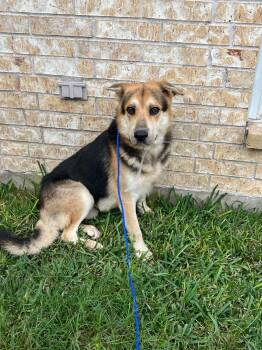 Rescue German Shepherd Dog Dogs for Adoption in Fennville, Michigan - Derek | PetCurious