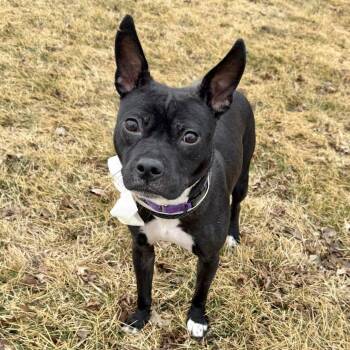 Elphaba -  Mixed Breed Dog for Adoption in Dekalb, Illinois - Elphaba | PetCurious