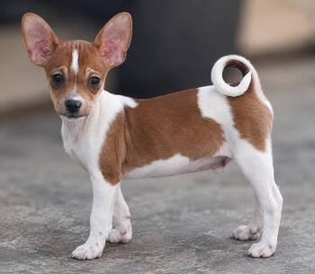 Jimmy -  Chihuahua Dog for Adoption in Colorado Springs, Colorado - Jimmy | PetCurious