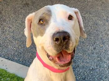 SAVE ME PLEASE Lolly - IDA552282 -  Pit Bull Terrier Dog for Adoption in San Marcos, California - SAVE ME PLEASE Lolly - IDA552282 | PetCurious