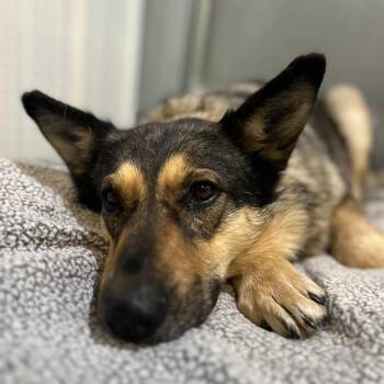 Ginger -  German Shepherd Dog Dog for Adoption in Bismarck, North Dakota - Ginger | PetCurious