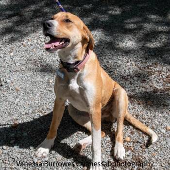 Hound Dogs Available for Adoption in Wake Forest, North Carolina - Adler | PetCurious