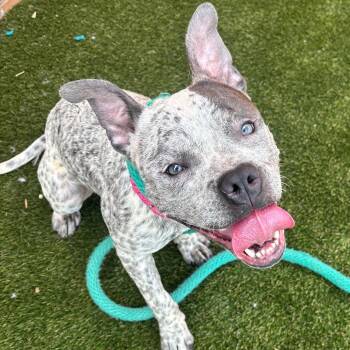 Garbanzo Bean -  Mixed Breed Dog for Adoption in Philadelphia, Pennsylvania - Garbanzo Bean | PetCurious