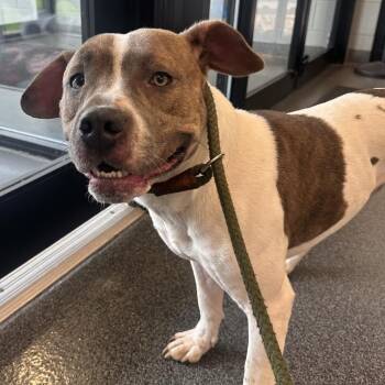 Mixed Breed Dogs Available for Adoption in Allentown, Pennsylvania - Jimbo | PetCurious