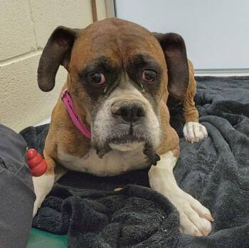 Abby -  Boxer Dog for Adoption in Kennewick, Washington - Abby | PetCurious