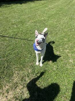 Australian Cattle Dog Blue Heeler Dogs Available for Adoption - Mordecia | PetCurious