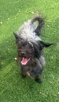 Elmer Fuzz -  Yorkshire Terrier and Wirehaired Dachshund Dog for Adoption - Elmer Fuzz | PetCurious