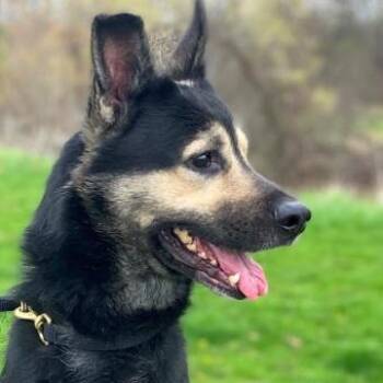 CORONA -  German Shepherd Dog and Mixed Breed Dog for Adoption in Toronto, Ontario - CORONA | PetCurious