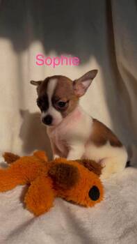 Sophie - Not at shelter -  Chihuahua and Pomeranian Dog for Adoption in Rustburg, Virginia - Sophie - Not At Shelter | PetCurious