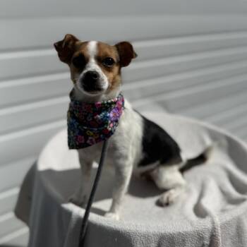 Magnolia -  Chihuahua and Mixed Breed Dog for Adoption in Newberg, Oregon - Magnolia | PetCurious