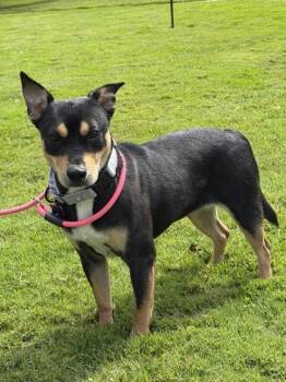 Everly -  Mixed Breed Dog for Adoption in Harbor Springs, Michigan - Everly | PetCurious