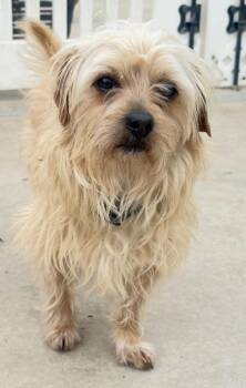 Terrier Dogs Available for Adoption in Los Angeles, California - Maurice | PetCurious